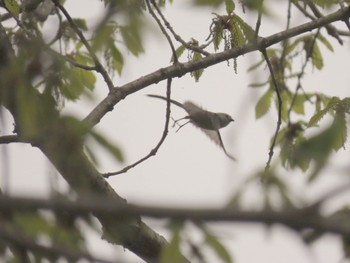 Long-tailed tit(japonicus) Nishioka Park Sat, 5/13/2023