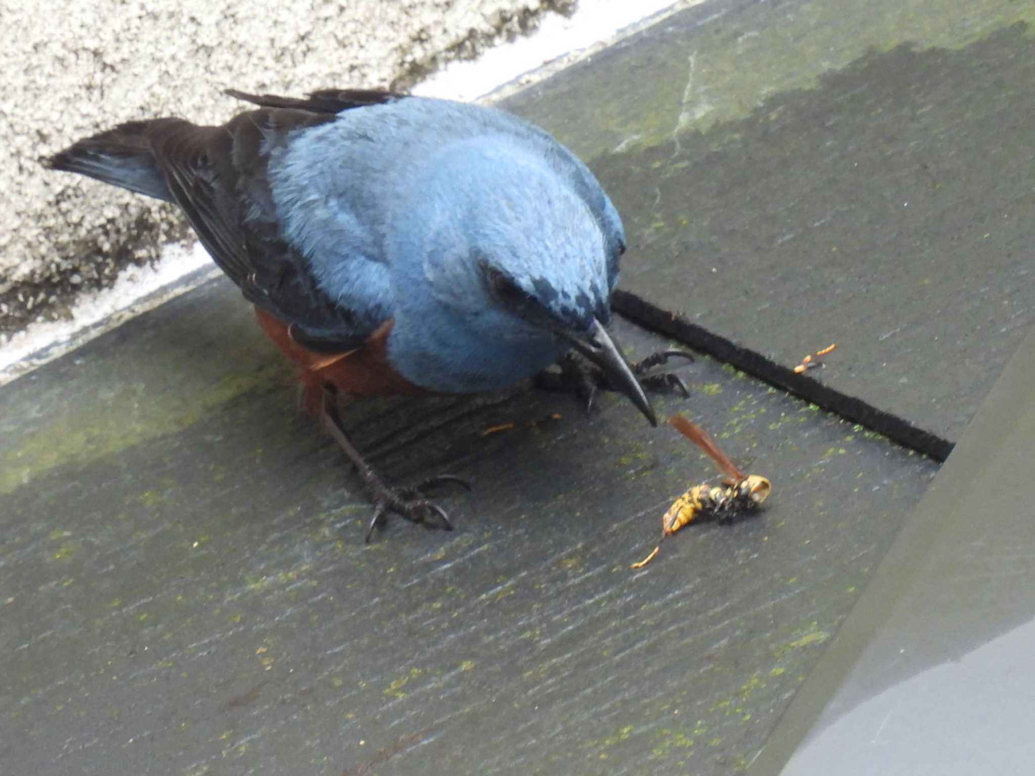 Blue Rock Thrush