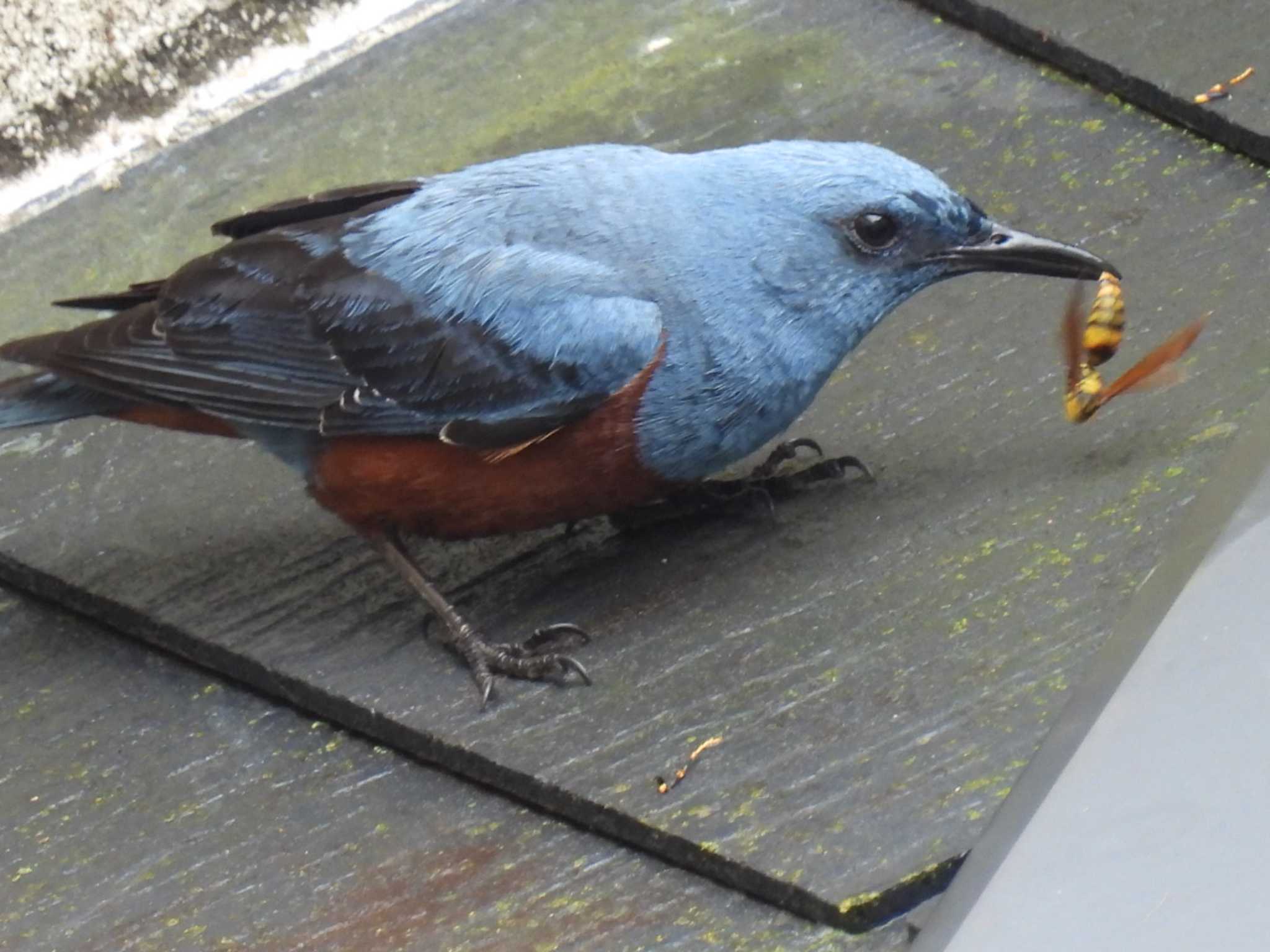 Blue Rock Thrush