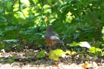 Grey-backed Thrush Mishima Island Mon, 5/1/2023