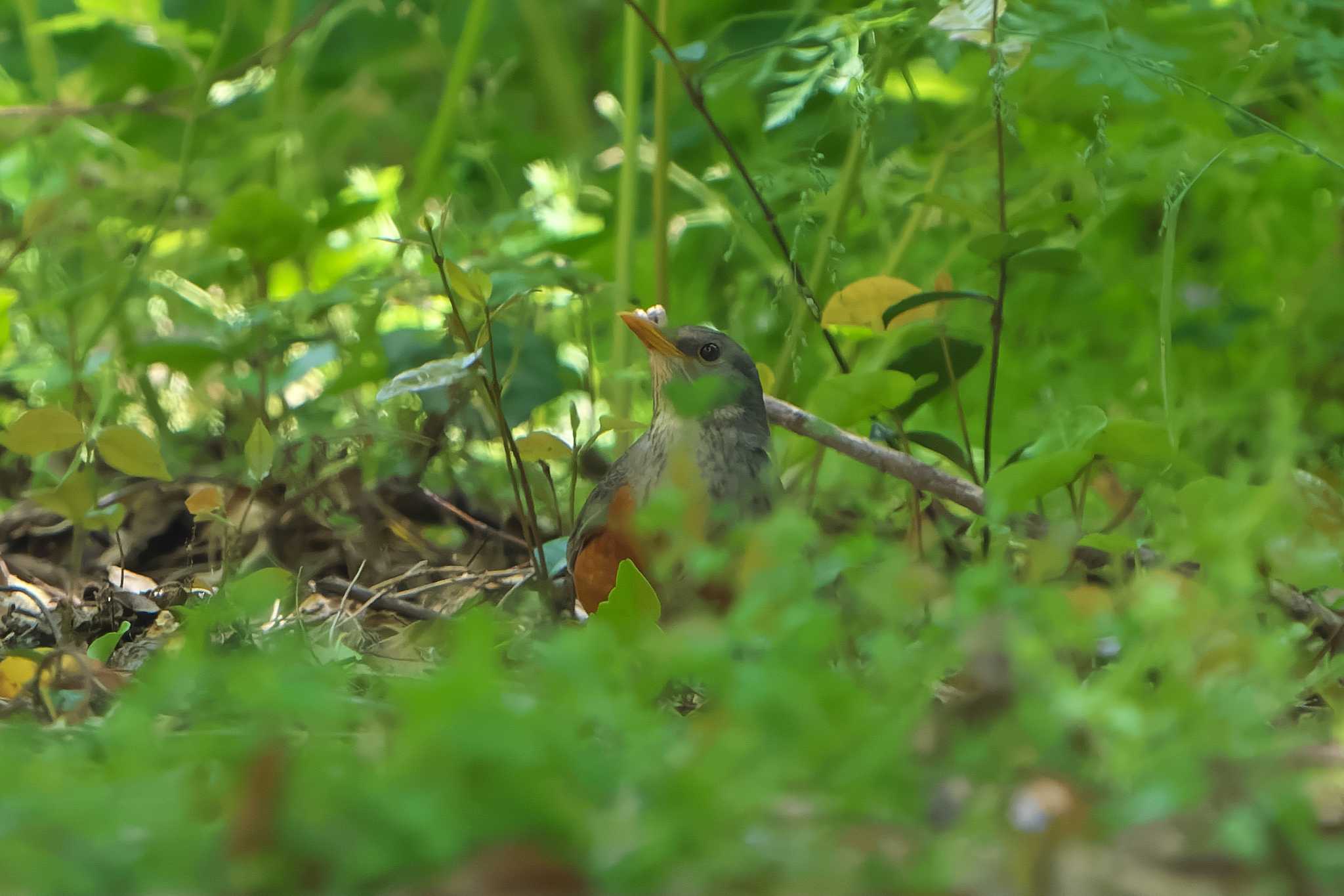 Grey-backed Thrush