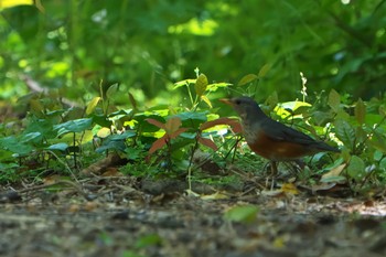 Grey-backed Thrush Mishima Island Mon, 5/1/2023