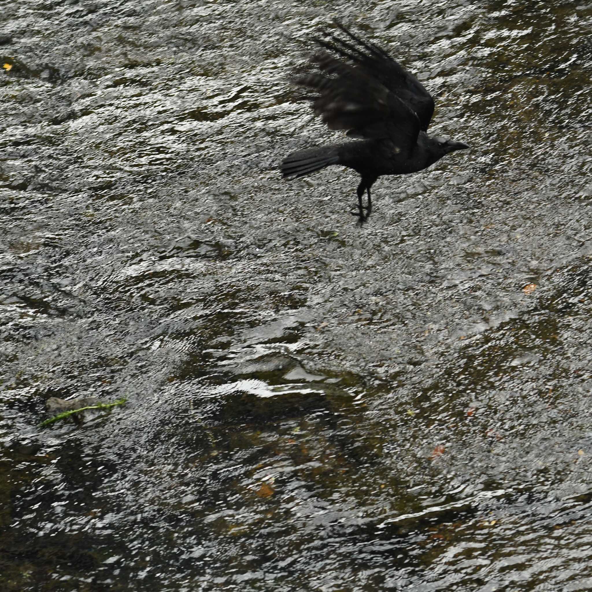 平戸永谷川(横浜市) ハシブトガラスの写真 by エスパシオ