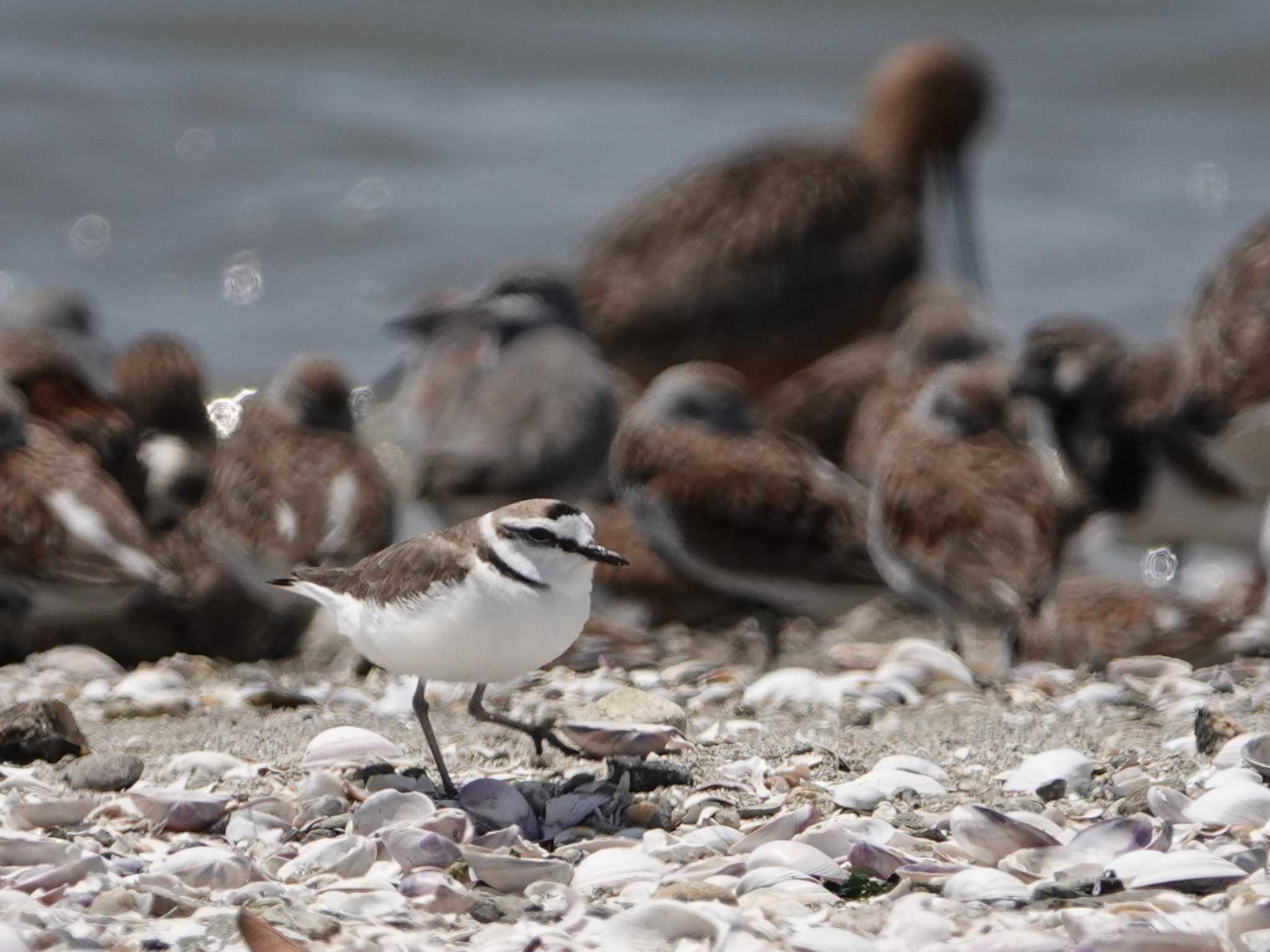 Photo of Kentish Plover at 荒尾干潟 by dalidalida