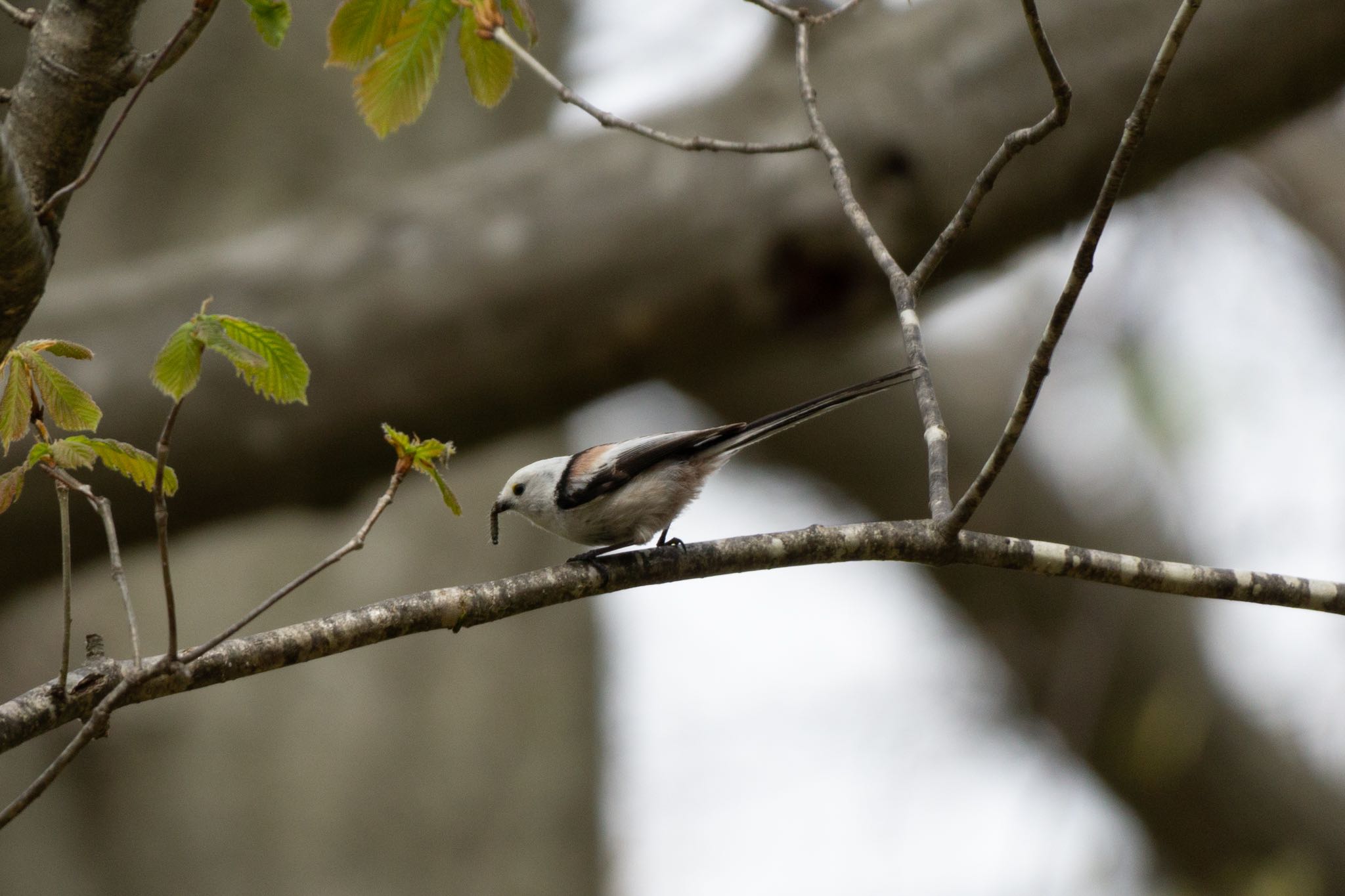 Photo of Long-tailed tit(japonicus) at 八郎沼公園 by マルCU