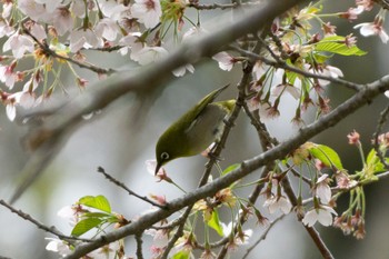 Warbling White-eye 八郎沼公園 Thu, 5/4/2023