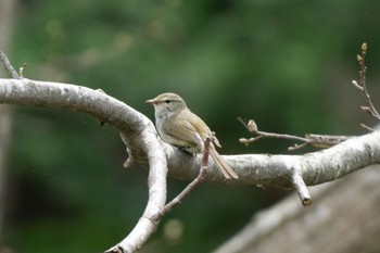 Japanese Bush Warbler 八郎沼公園 Thu, 5/4/2023