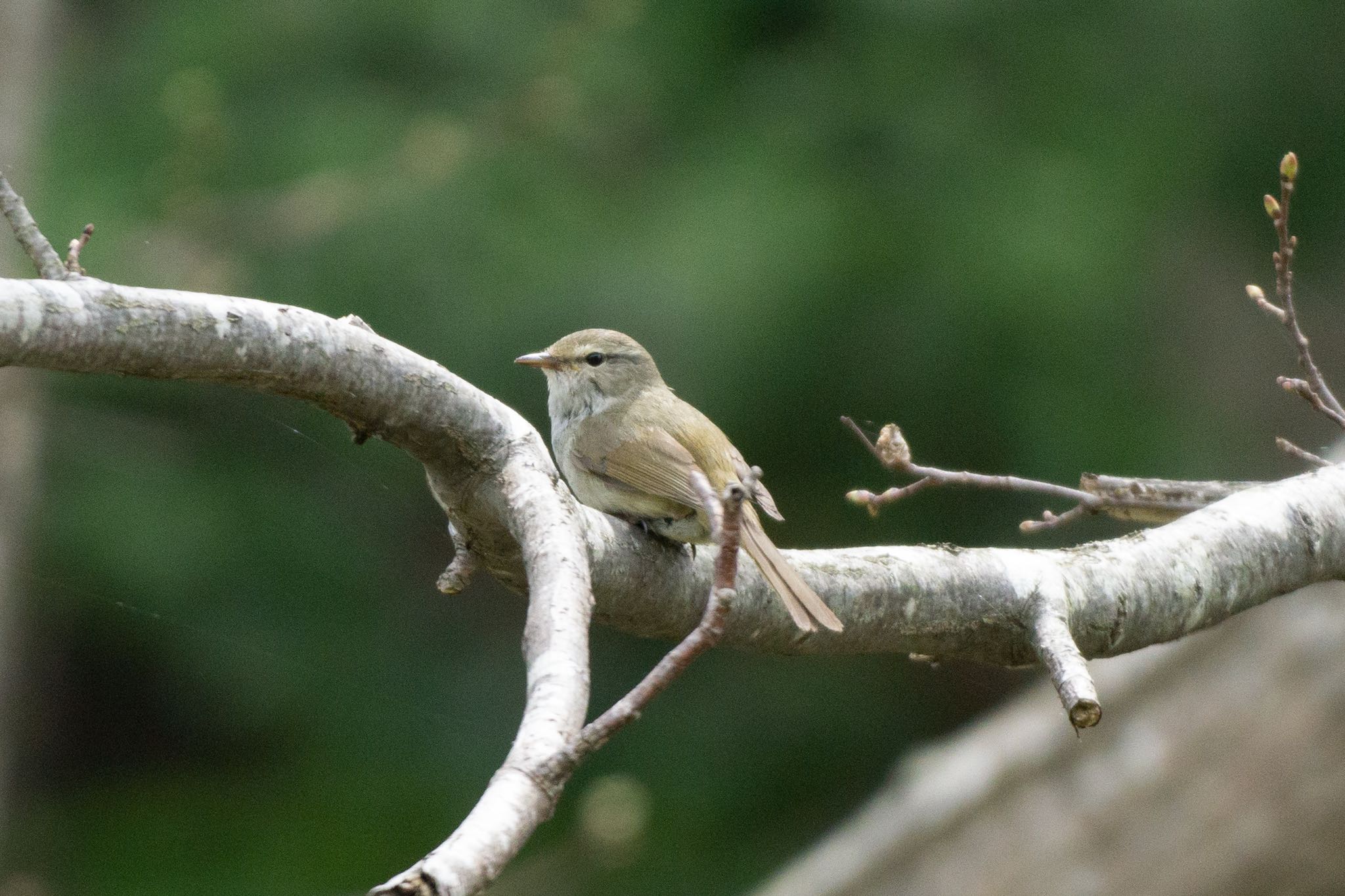 Photo of Japanese Bush Warbler at 八郎沼公園 by マルCU