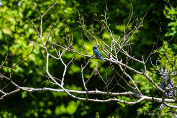 2023年5月3日(水) 早戸川林道の野鳥観察記録