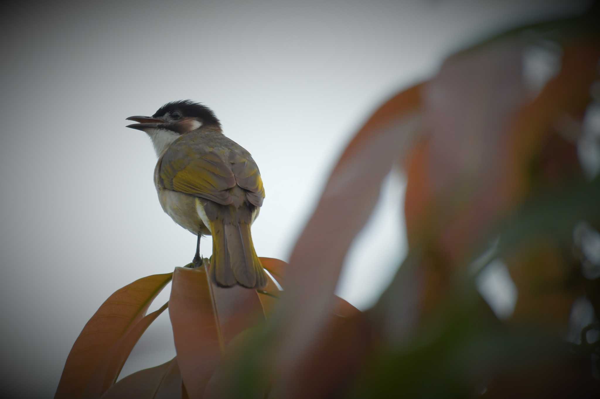 Light-vented Bulbul