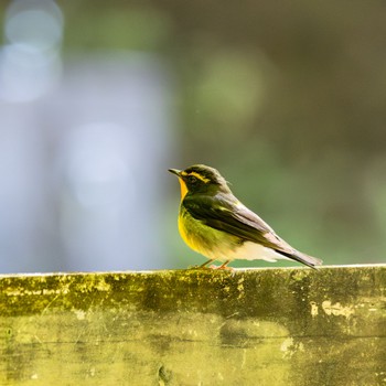 Narcissus Flycatcher 箕面山 Wed, 5/3/2023