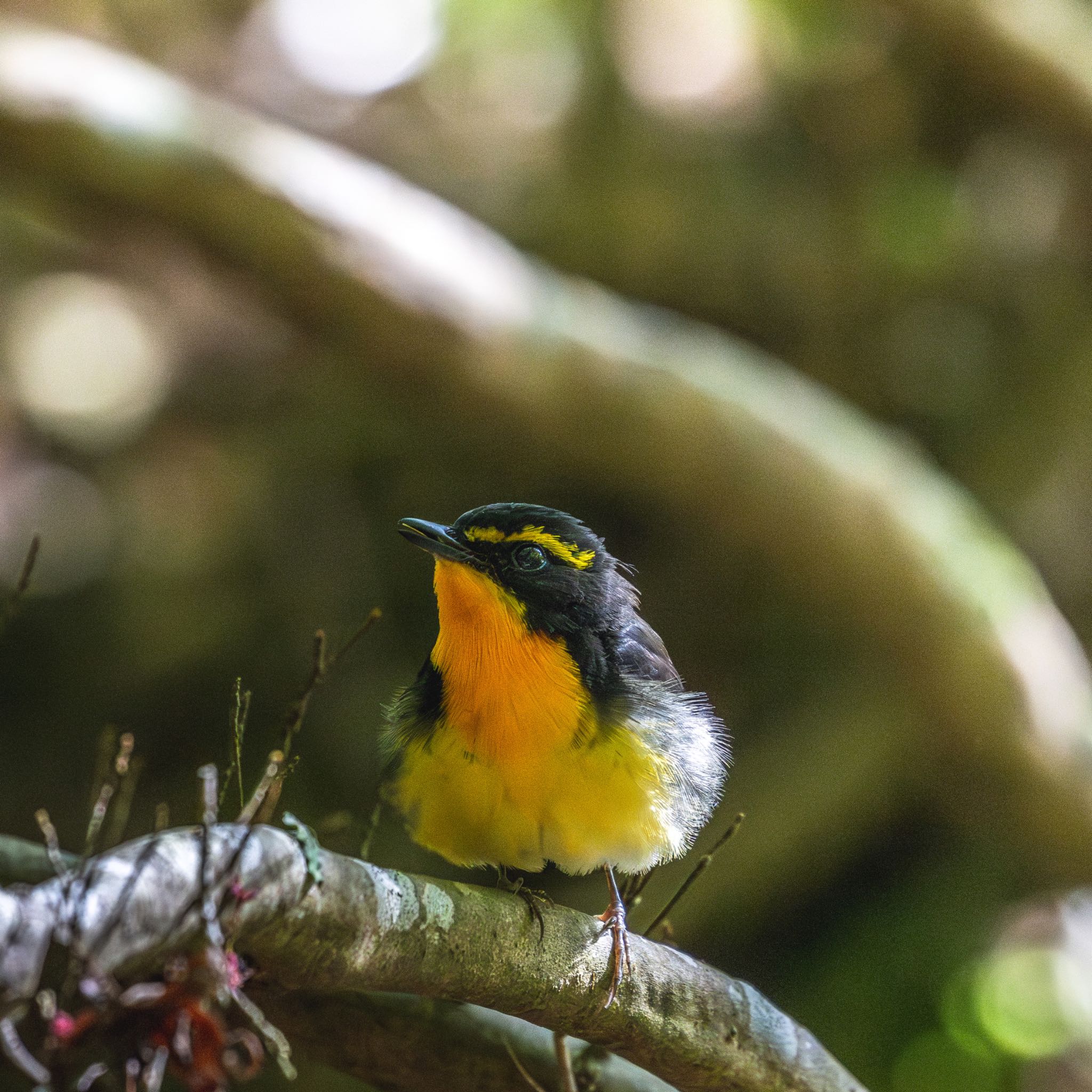 Photo of Narcissus Flycatcher at 箕面山 by 28 ICHIRIKI