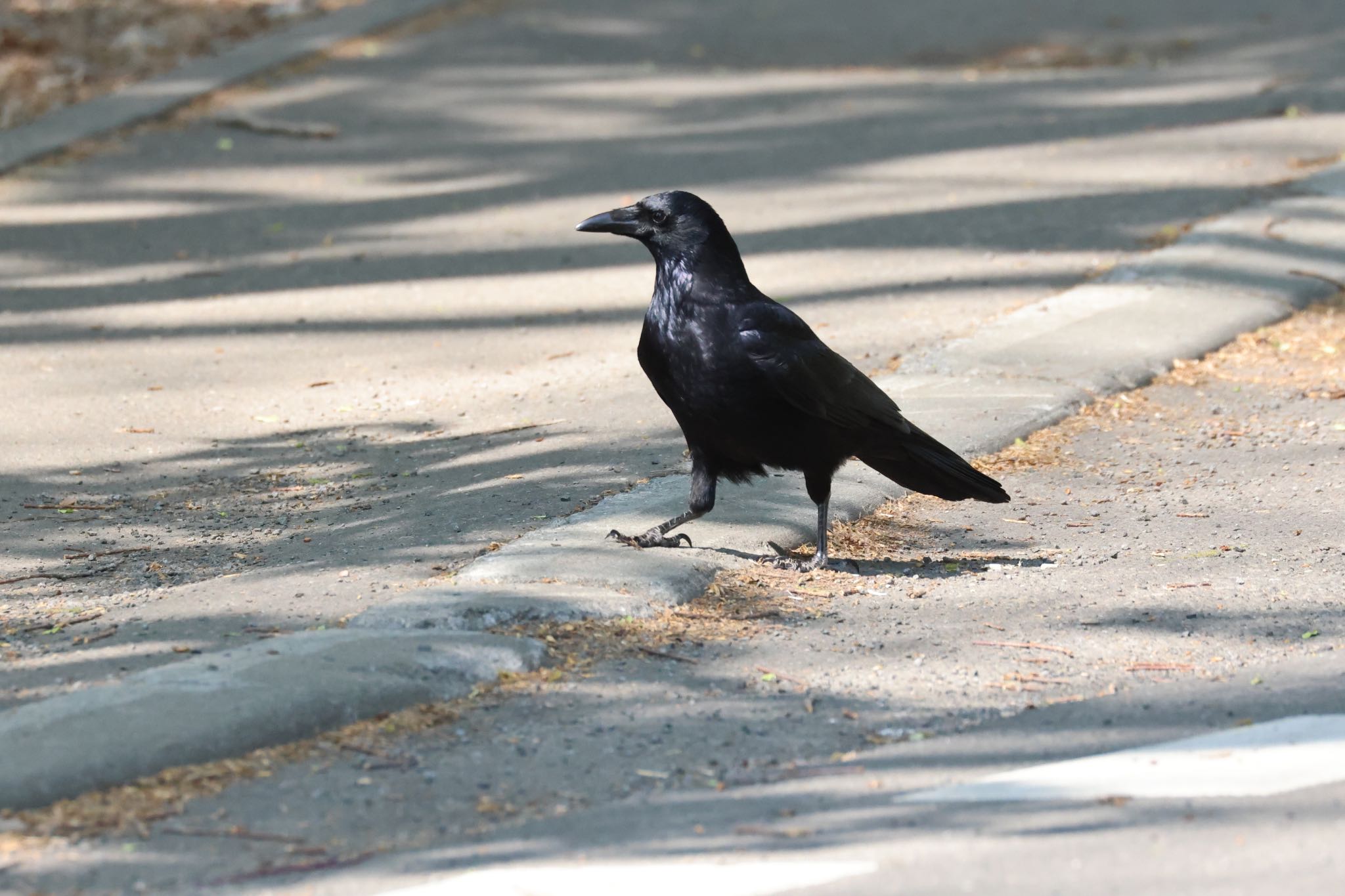 Photo of Carrion Crow at 北海道大学 by will 73