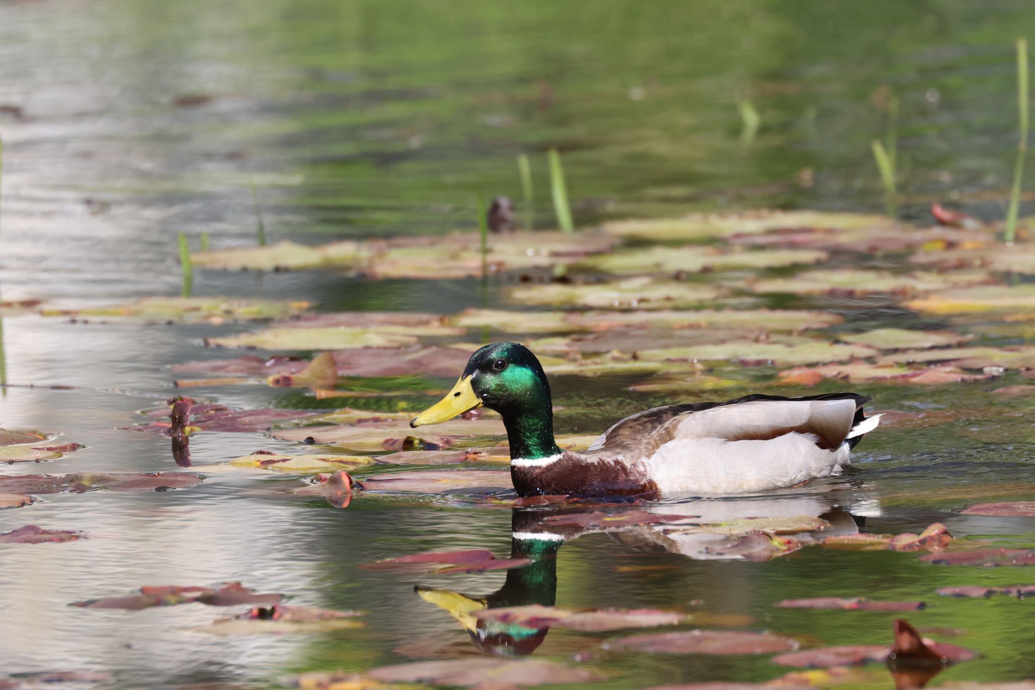 Photo of Mallard at 北海道大学 by will 73