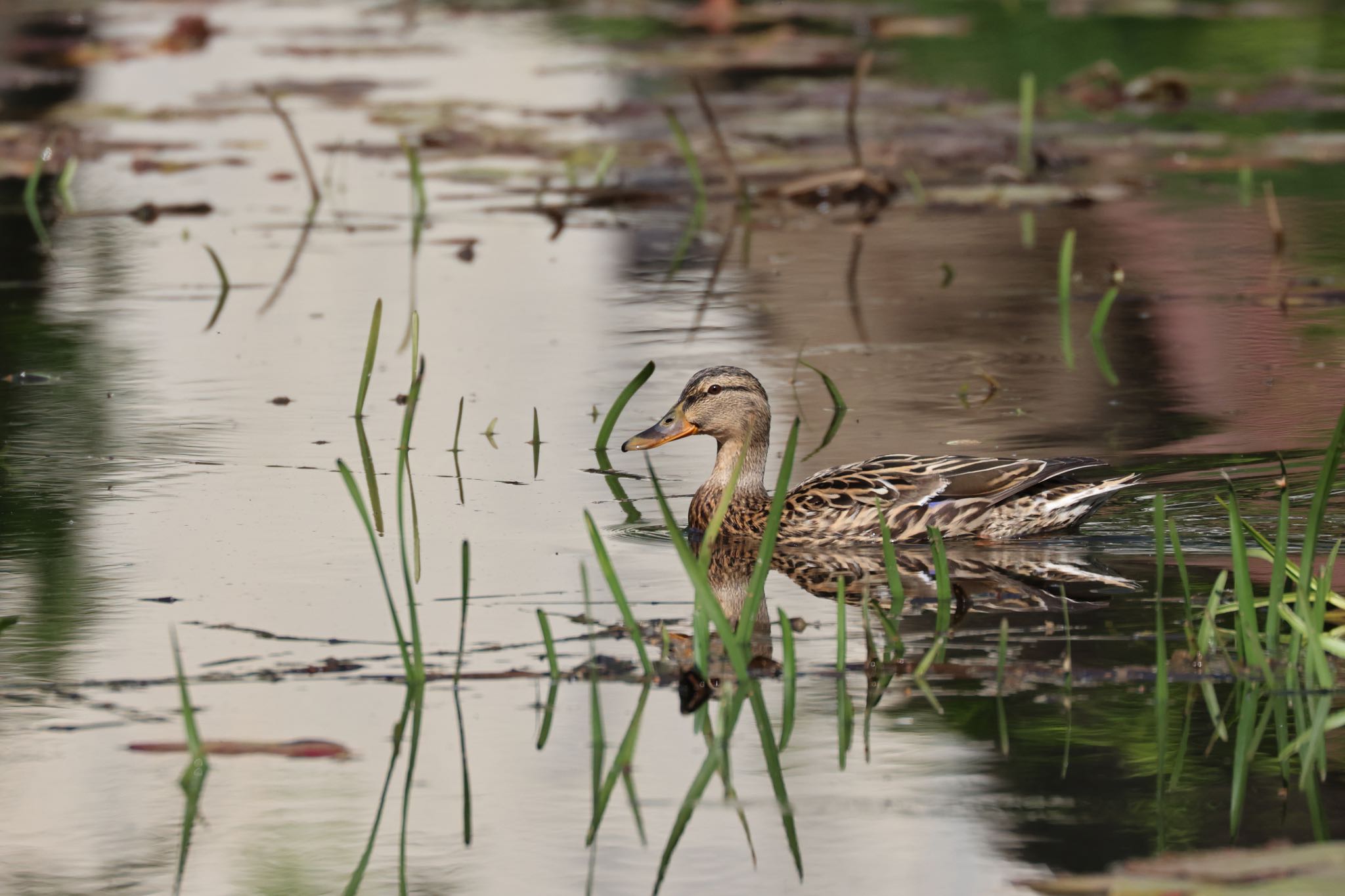 北海道大学 マガモの写真 by will 73