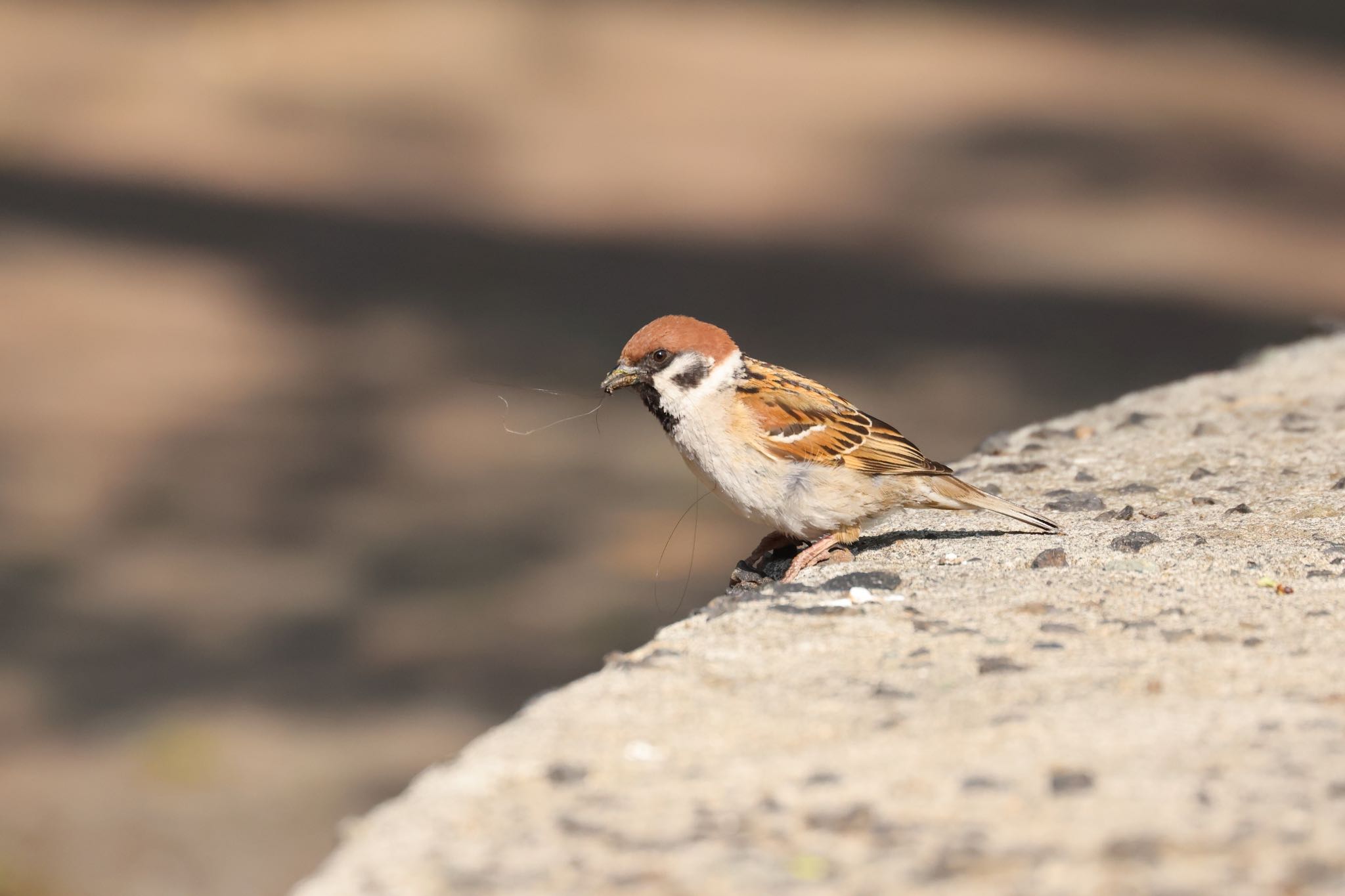 Eurasian Tree Sparrow