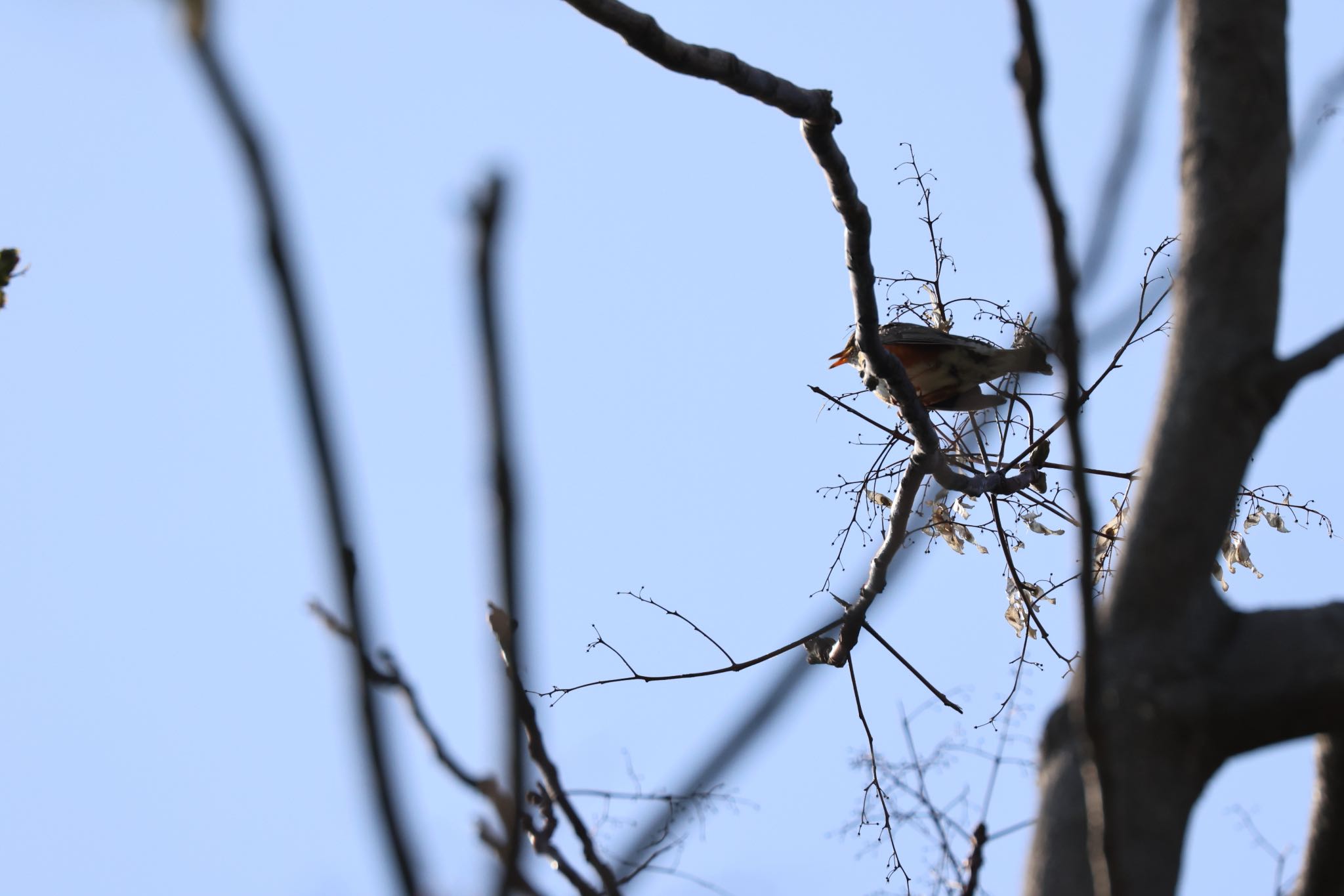 Photo of Brown-headed Thrush at 北海道大学 by will 73