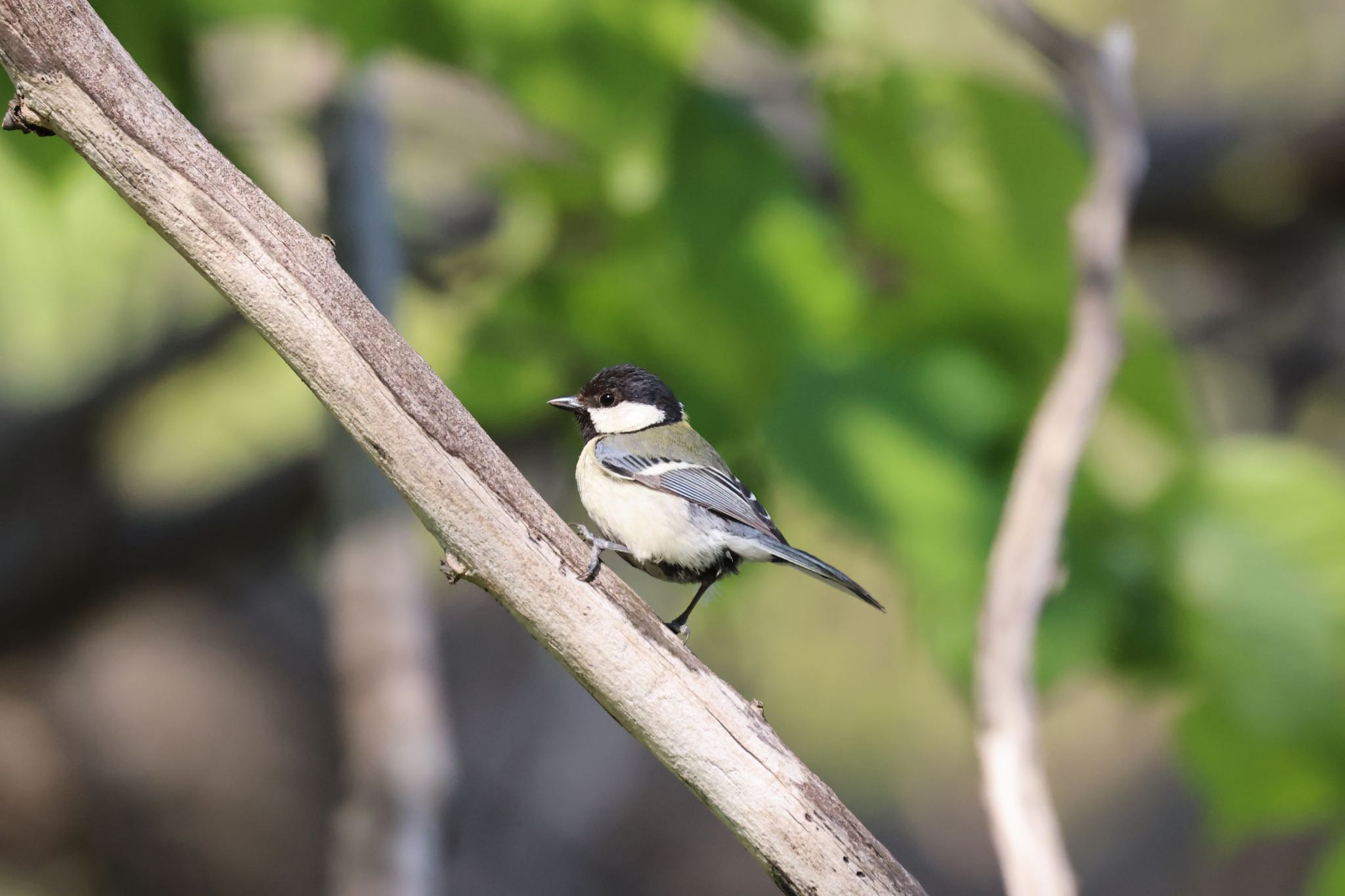 Photo of Japanese Tit at 北海道大学 by will 73