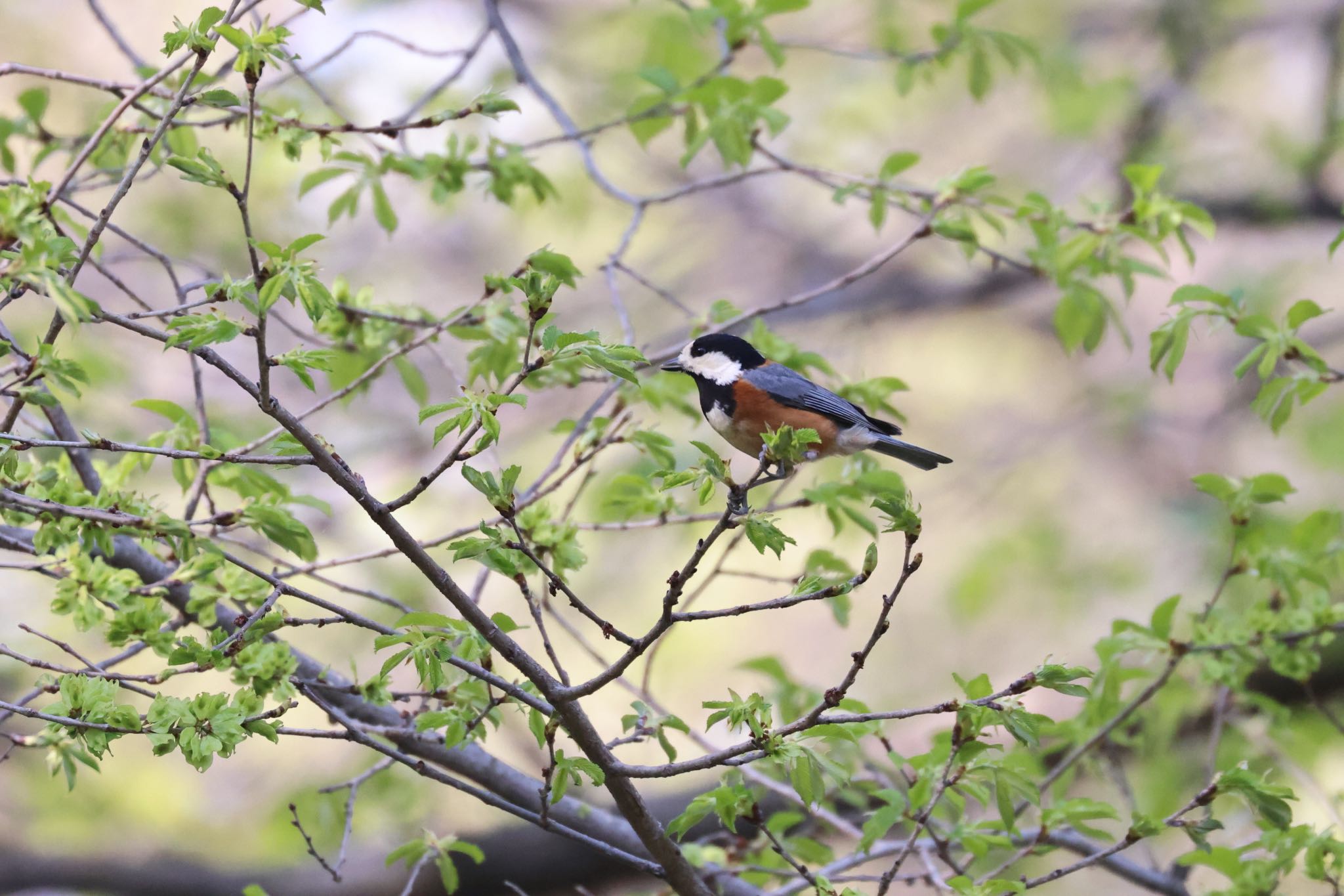 Photo of Varied Tit at 北海道大学 by will 73