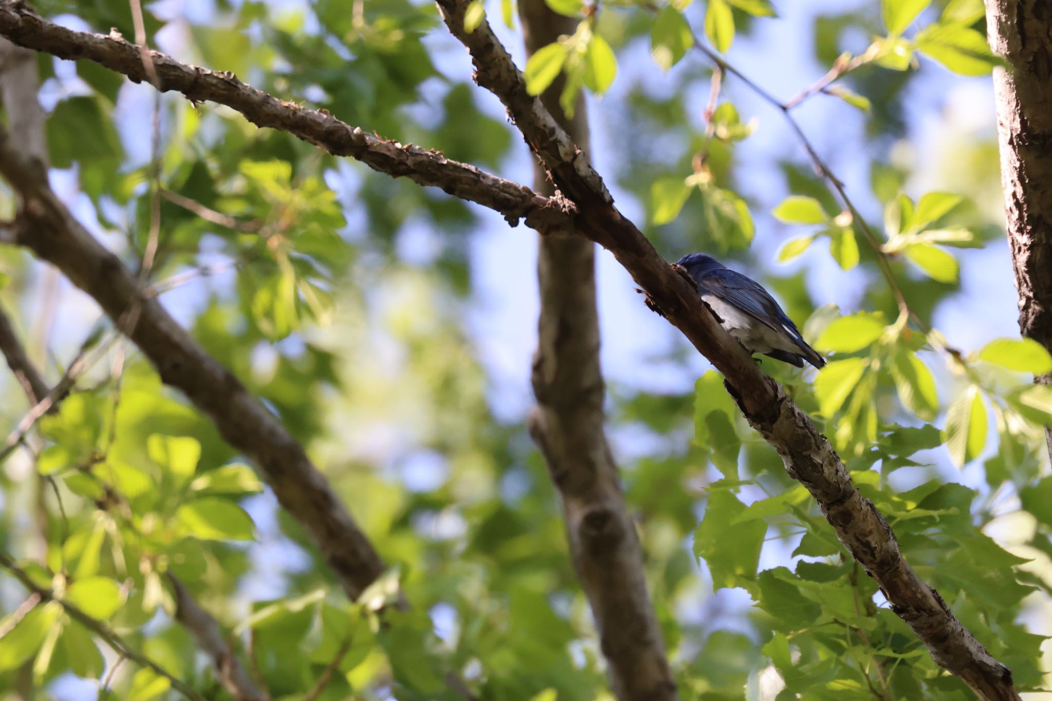 Photo of Blue-and-white Flycatcher at 北海道大学 by will 73