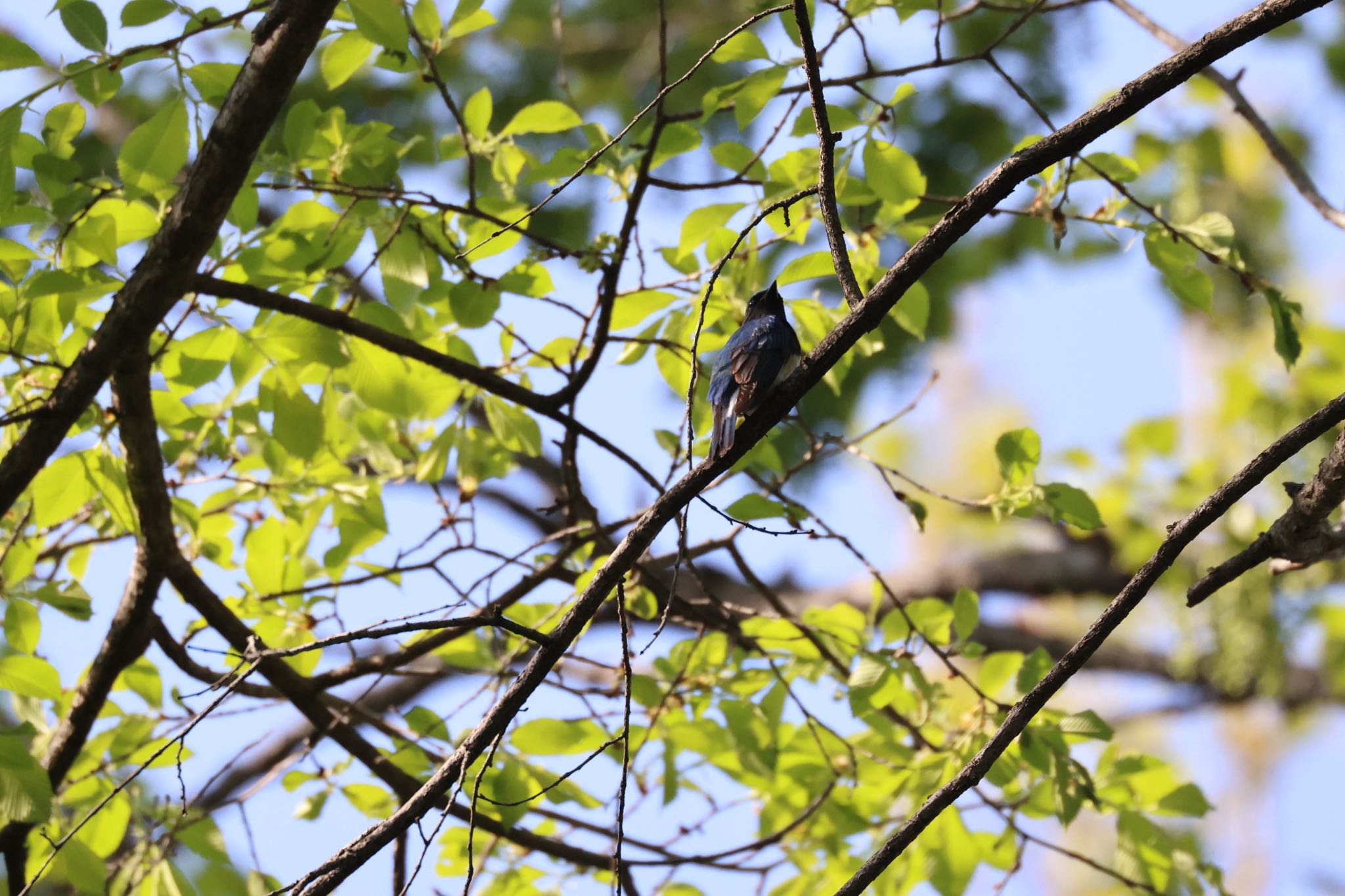 Photo of Blue-and-white Flycatcher at 北海道大学 by will 73