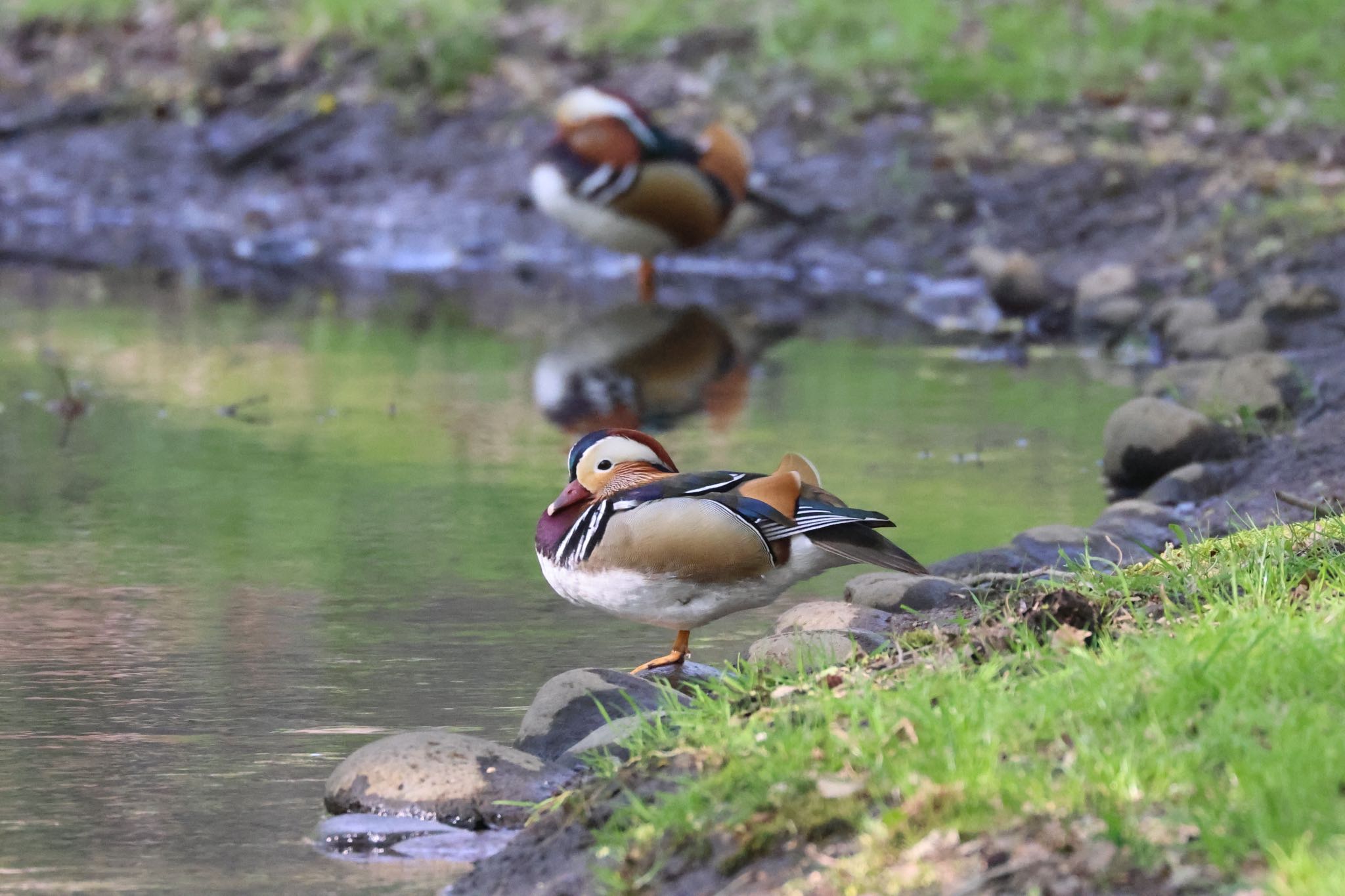 Photo of Mandarin Duck at 北海道大学 by will 73