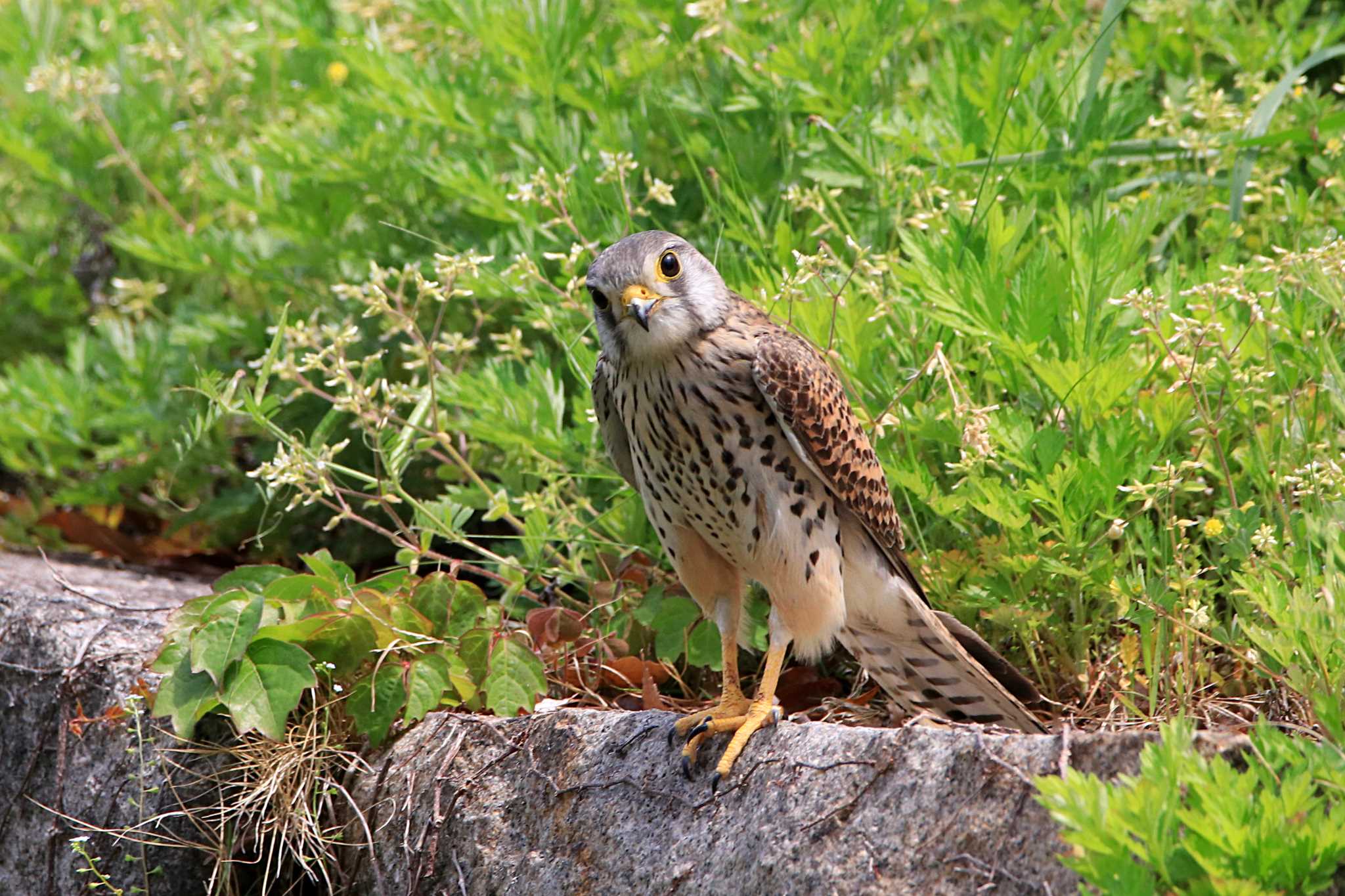 Common Kestrel