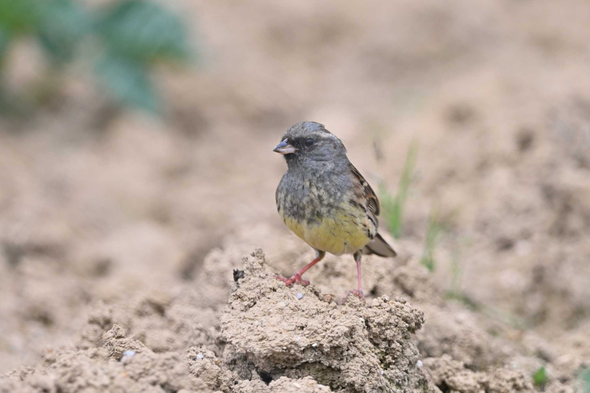 Photo of Black-faced Bunting at Tobishima Island by ダイ