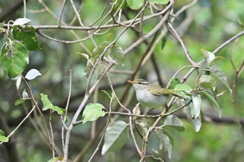 Eastern Crowned Warbler Tobishima Island Mon, 5/8/2023