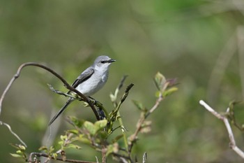 Ashy Minivet Tobishima Island Wed, 5/3/2023