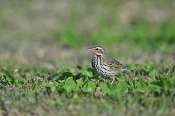 Olive-backed Pipit Tobishima Island Wed, 5/3/2023