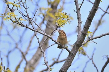 Eurasian Wryneck Unknown Spots Wed, 5/3/2023