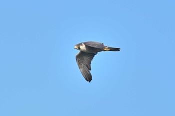 Peregrine Falcon Tobishima Island Thu, 5/4/2023