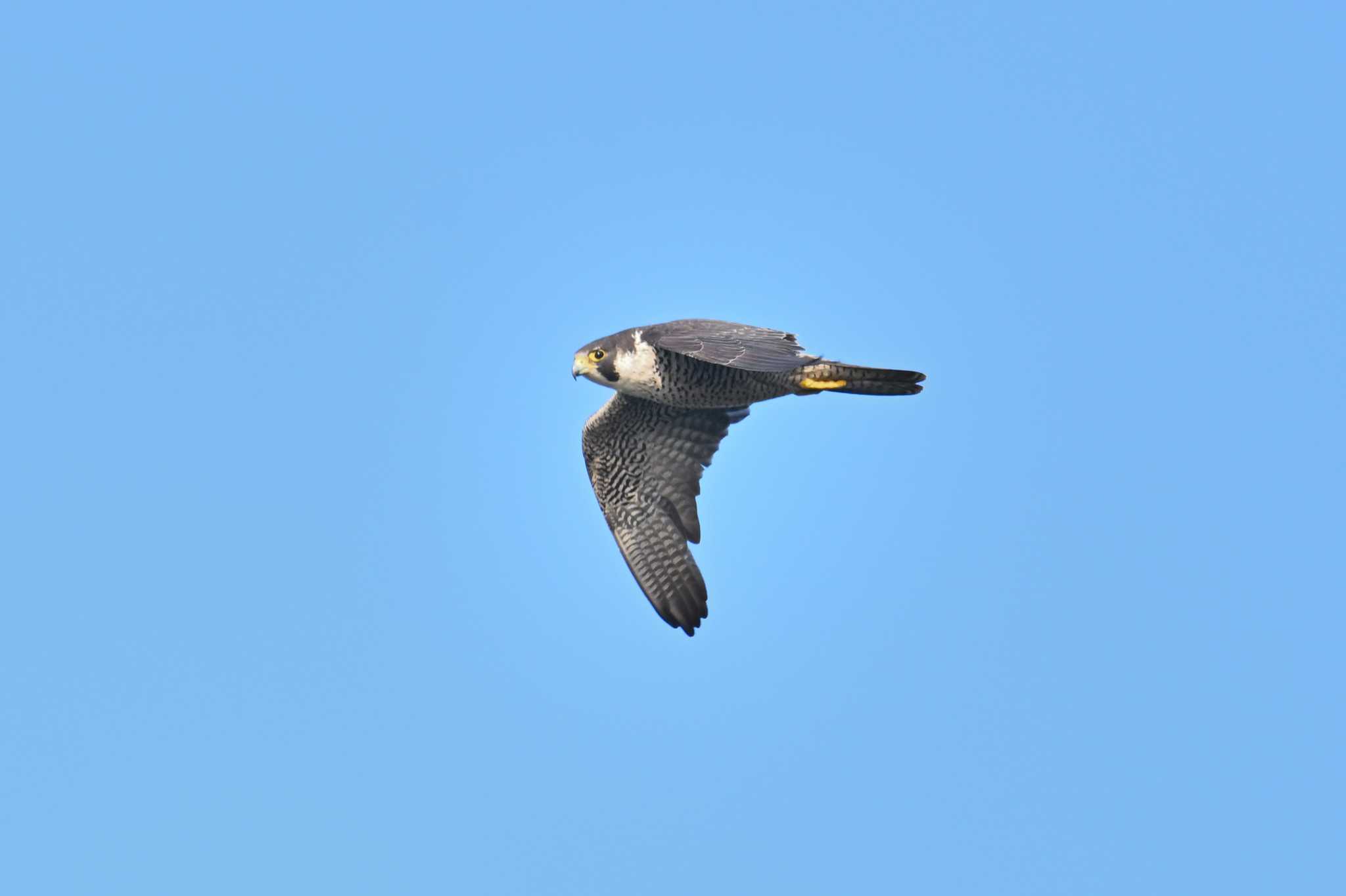 Photo of Peregrine Falcon at Tobishima Island by ダイ