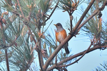 Grey-backed Thrush Tobishima Island Wed, 5/10/2023