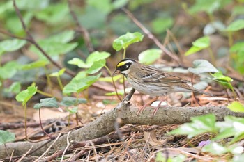 Yellow-browed Bunting Tobishima Island Fri, 5/5/2023