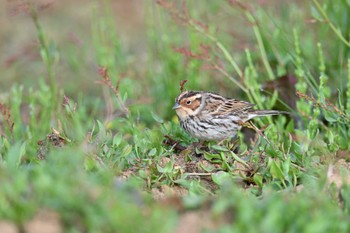 Little Bunting Tobishima Island Wed, 5/3/2023