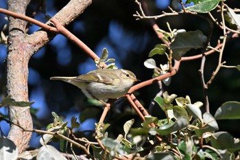 Yellow-browed Warbler Tobishima Island Mon, 5/8/2023