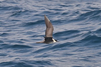 シロハラトウゾクカモメ 飛島航路 2023年5月10日(水)