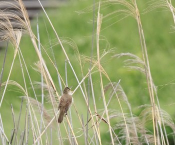 Oriental Reed Warbler 淀川河川公園 Sun, 5/14/2023