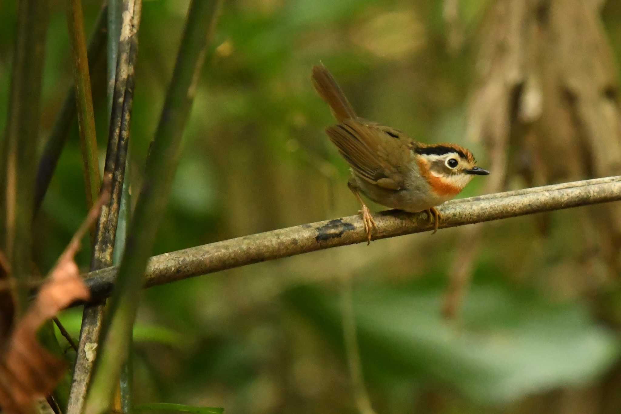 Photo of Rufous-throated Fulvetta at ベトナム by でみこ