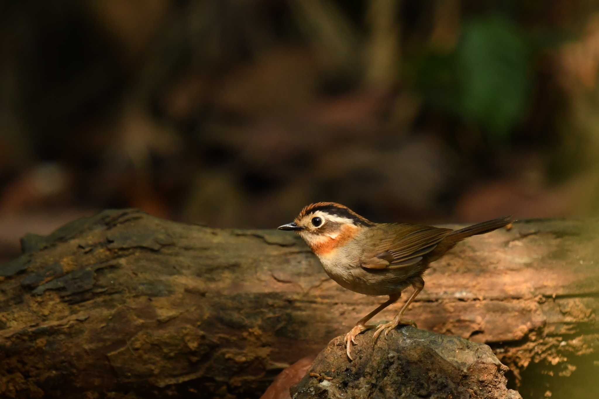 Rufous-throated Fulvetta