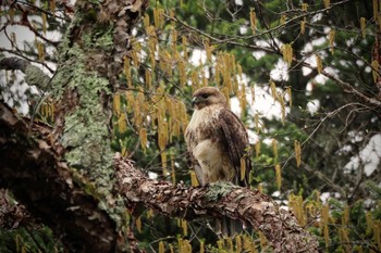 Eastern Buzzard 乙女高原 Sun, 5/14/2023