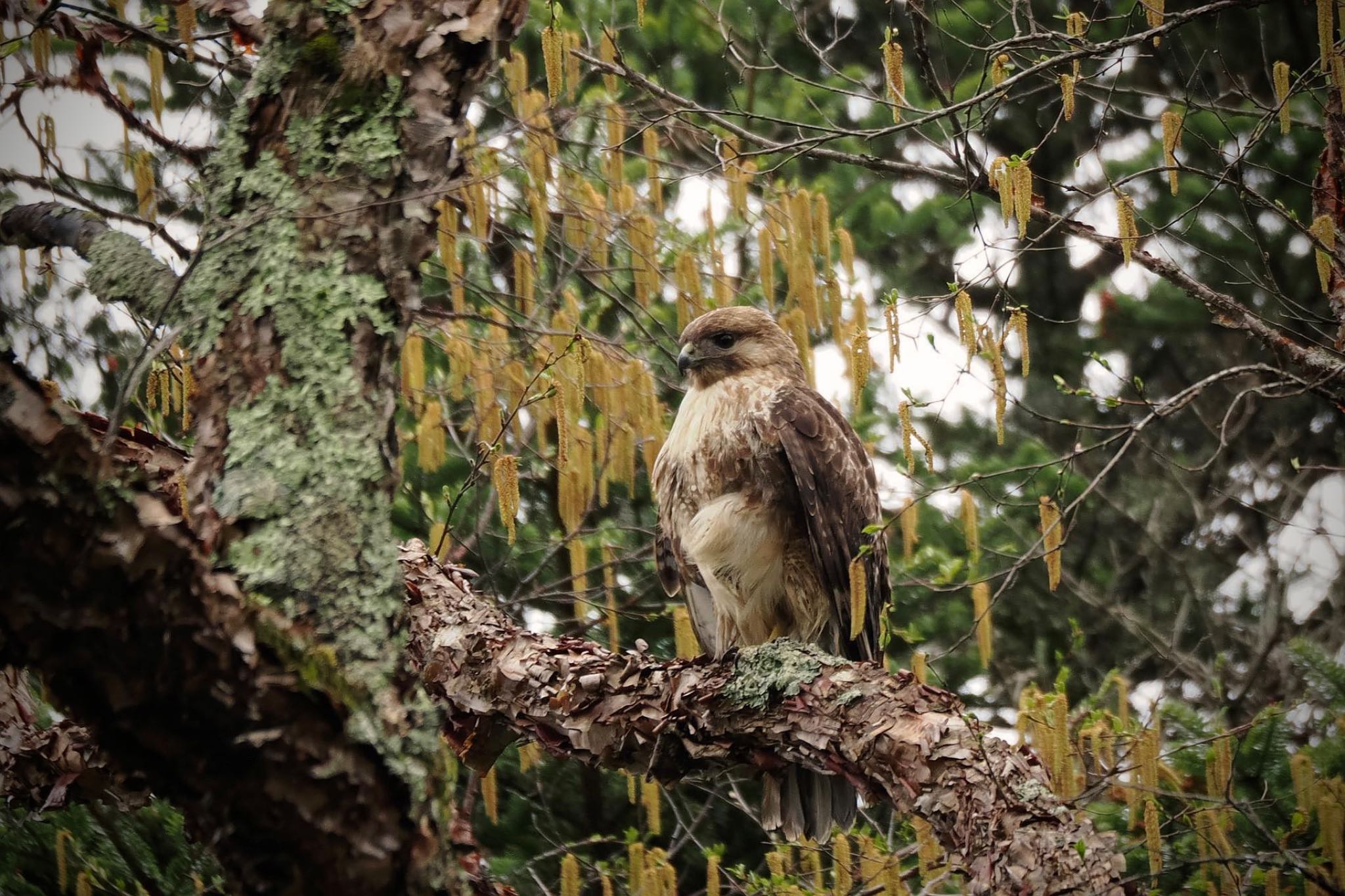 Photo of Eastern Buzzard at 乙女高原 by 關本 英樹