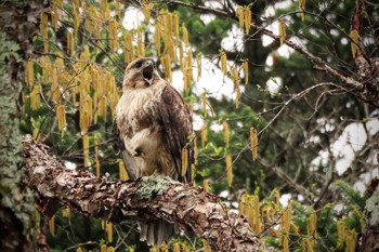 Eastern Buzzard 乙女高原 Sun, 5/14/2023