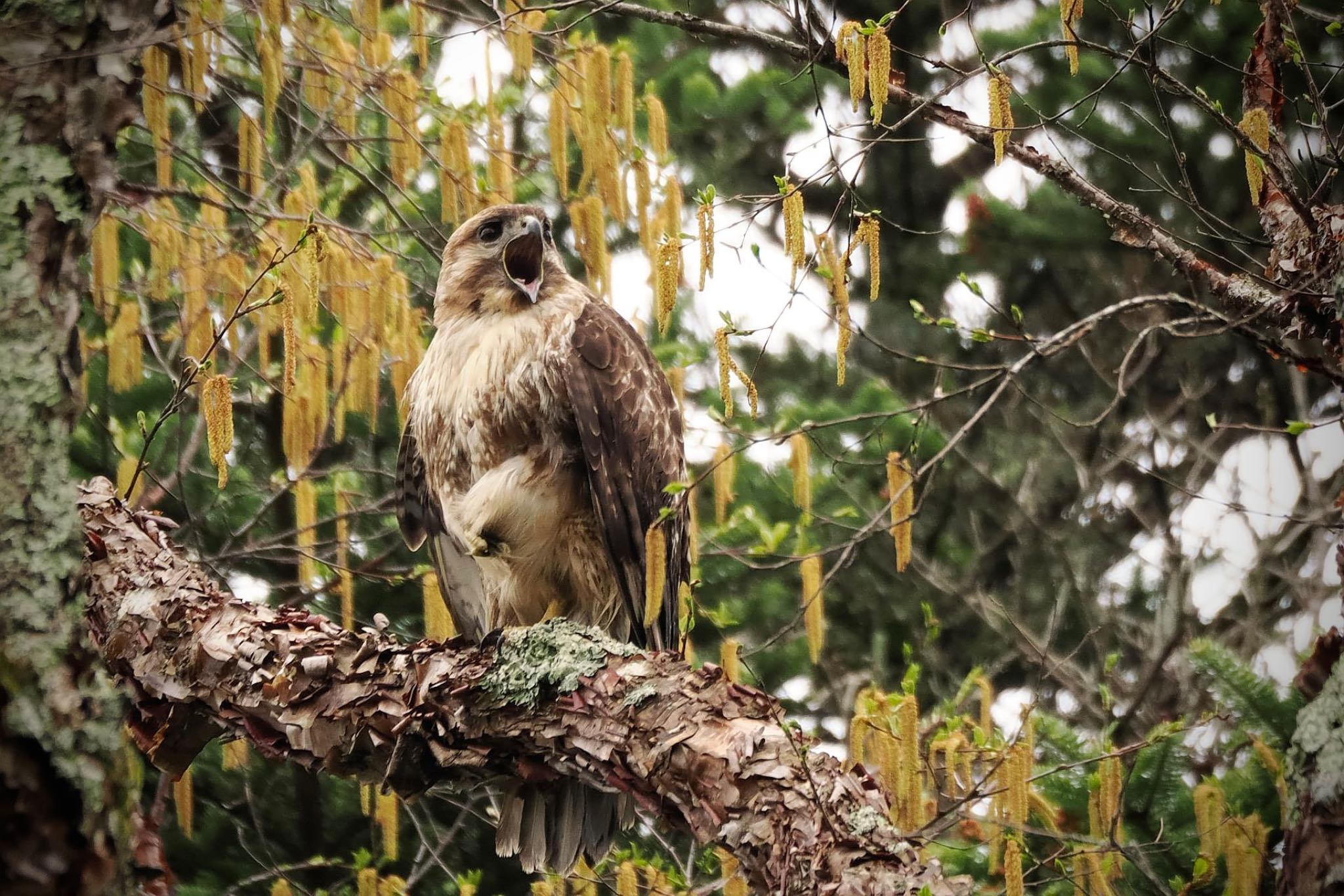 Eastern Buzzard