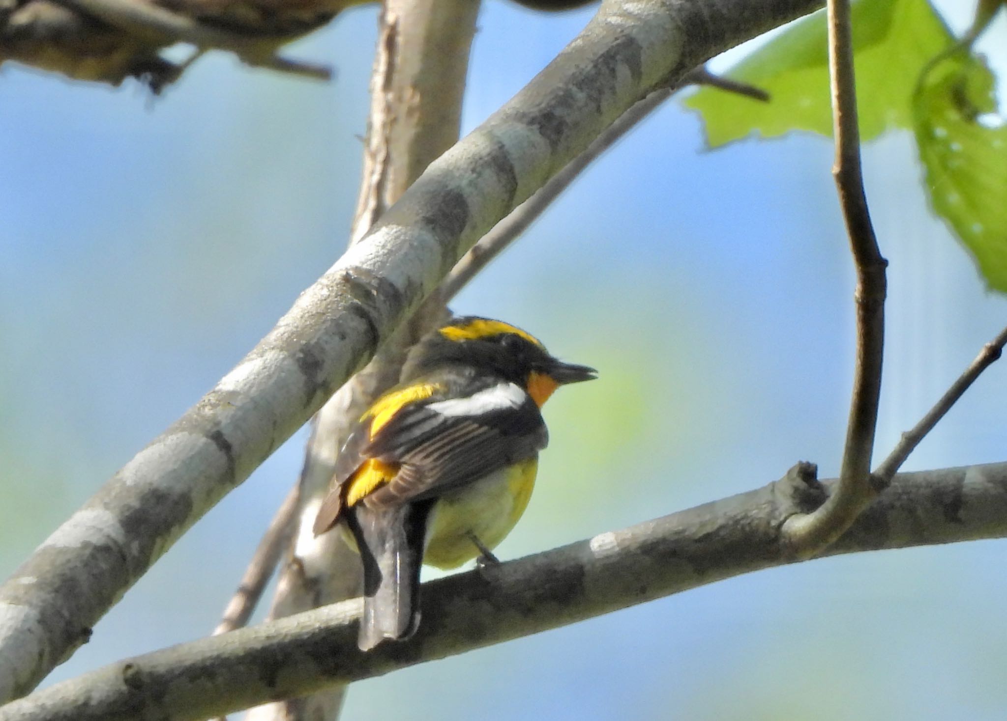 Photo of Narcissus Flycatcher at 平和の滝 by Ko Sato