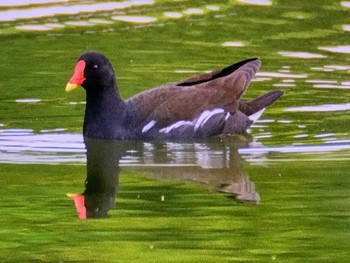 バン 荒川生物生態園(東京都板橋区) 2023年5月14日(日)