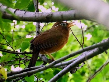 ガビチョウ 荒川生物生態園(東京都板橋区) 2023年5月14日(日)