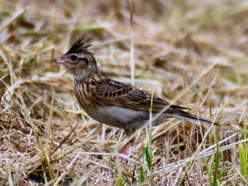 Eurasian Skylark 荒川生物生態園(東京都板橋区) Sun, 5/14/2023